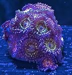 coralSLover Live Saltwater Coral fr