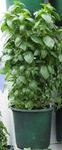 Everleaf Emerald Tower Basil Seeds (NPY) Herb Seeds