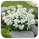 8 Arabis Snowcap Large Plug Plants White Hardy Perennial Rockery Rock cress by Growtanical®