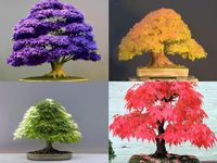 Japanese Maple Trees