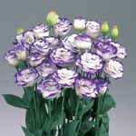 Lisianthus flower live plant mix colour