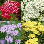 1000+Perennial Mixed Yarrow Flowers Seeds for Planting Outdoor Garden, Non-GMO,Heirloom