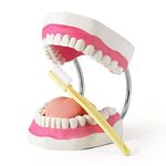 Dental Care Models