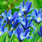 10 Iris Hollandica Sapphire Beauty Bulbs - Vibrant Shaded Blooms in Brilliant Blue and Purple Hues - Ideal Perennials for Your Garden, Perfect for Cut Flowers and Long-Lasting Beauty