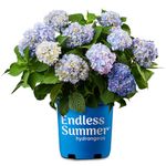 Endless Summer Original Hydrangea, 1 Gal, Blue