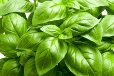 Basil Large Leaf Sweet Italian 100 Seeds Herb