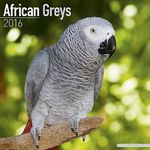 African Greys Calendar - Just African Greys Calendar - 2016 Wall calendars - Animal Calendars - Parrot Calendars - Monthly Wall Calendar by Avonside