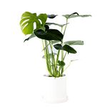 Swiss Cheese Plant Monstera Deliciosa in a 14cm Pot. 50-60cm Tall Approx