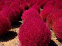 Golden Hills Farm® (AVG 100-500) seeds Best Grass Seeds Kochia Fire Bush - Grass Seeds Grass Seeds For Home Garden