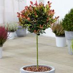 Photinia Little Red Robin | Potted Ornamental Trees for Small Gardens & Patios | Straight Stem Standard Lollipop Tree | Garden Plants (70-80cm (Incl. Pot))