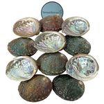 NessaStores 12 Abalone Shells 2.5 to 3.5 Inches | Beautiful All Natural Smudge Bowl - Perfect for Smudge Sticks, Incense Sticks and a Sage Smudge Kit. JC-020