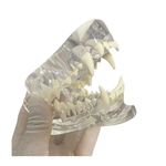 Transparent Canine Dog Cat Teeth Anatomical Model Dental Animals Oral Tooth Jaw For Veterinary Office Educational Tool Anatomy Biology Decoration (DOG)