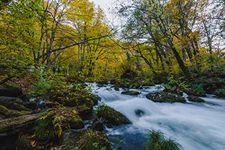 CVANU Water Stream Surrounded Forest Background Landscape Unframed Canvas Painting Print Poster (24inch x 36inch) Nature Look