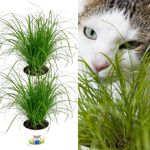 2 x Cat Grass Cyperus 'Zumula' - Growing Plants (not Seed) in 13cm Pots - Catnip That Cats Love