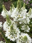 RADHA KRISHNA AGRICULTURE® Ornithogalum | Chincherinchee Excellent Quality Flower Excellent Quality Bulbs (Very Aromatic) Pack Of 2 White Colour Bulbs