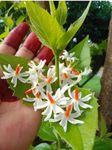 All Time 12 months flowering Parijat/Boromasi flowering | Harsingar live plant & Tree|Night Flowering Jasmine | Night Queen Highly Fragrant plant | Pack Of 1