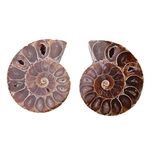 2pcs Shell Fossil Specimen Ammonite Madagascar Extinct Stones and Minerals for Basic Biological Science Education (4cm)