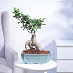 Ugaoo Ficus Bonsai Live Plant For Home Indoor With Emerald Ceramic Pot