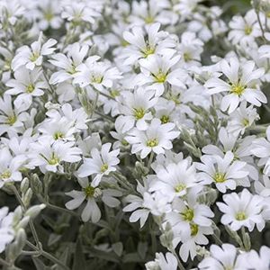 Outsidepride 5000 Seeds Perennial Cerastium Tomentosum Snow in Summer Ground Cover Seeds for Planting