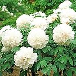 White Peony Seeds 20pcs (Paeonia suffruticosa) Oganic Premium Fragrance Perennial Flower Seeds for Planting Garden Indoor Yard