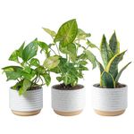 Costa Farms Plant Clean Air, 4-Pack O2 for You Live Houseplant Collection 4-Inch Grower Pot Assorted Foliage