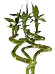 Lucky Bamboo Indoor Plant - 40cm Spiral Stem - Pack of 3