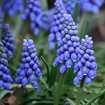 Grape Hyacinth Bulbs,5 Pack Purple Flowers Muscari Armeniacum,Bulb Top Size 9-10 cm,Blooming Perennial Planting Set,Home Garden Flower Decoration,Easy to Live (Purple)