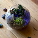 myBageecha - Sea of Haworthia Glass Miniature Bridge Terrarium Live Plants DIY Planter Kit Succulents Home Decoration