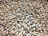 Barley Seed 5 Lb - Sprouting