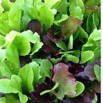 Lettuce Mixed Lettuce Seeds - Cut & Come Again Salad Leaf - 500 Seeds