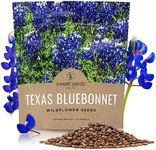 Texas Bluebonnet Wildflower Seeds -