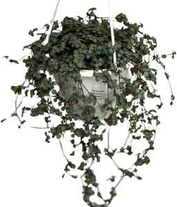 Pilea Glauca Live Plant with Hanging Basket - 4.5Inch Pilea Plant - Aquamarine Trailing Hanging Plants Live - Fully Rooted Houseplant for Home Office Decorations & Birthday Gift(Heat Pack Included)