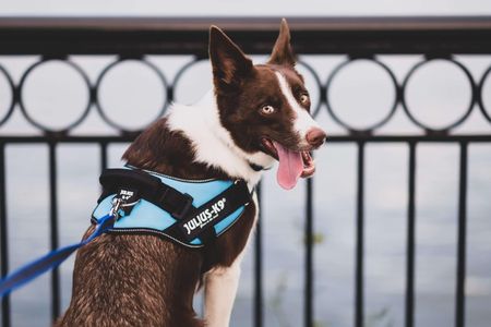 Julius-K9 IDC Powerharness S – Black Dog Harness