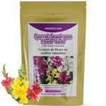 Spurred Snapdragon Flower Seeds Toadflax Unleash Your Garden's Colorful Symphony (Approx. 5000 Seeds 6 Gram)