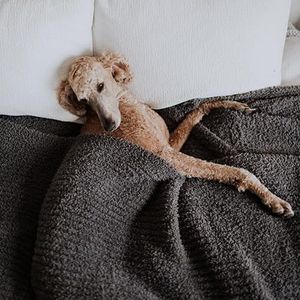 Big Blanket Co Premier Plush Charcoal | 10' x 10' Ultra-Soft Plush Blanket | 100 Sq Ft Giant Oversized Throw | Velvet-Soft, Machine Washable | Luxury Blanket for Family