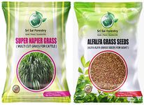 SRI SAI FORESTRY Super Napier Grass Seeds | Alfalfa Seeds - Alfa Alfa Grass | Combo Pack - 200g | Animal Fodder High Yield Multi Cut Grass Seed