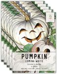 Seed Needs, Lumina Pumpkin Seeds - 15 Heirloom Seeds for Planting Cucurbita Maxima - White Fruits Perfect for Carving Alongside Jack O Lantern - Non-GMO & Untreated (5 Packs)