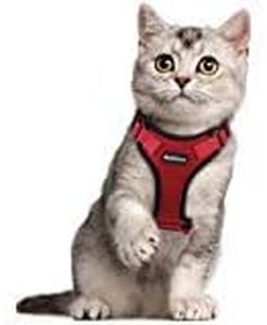 Cat-Kitten