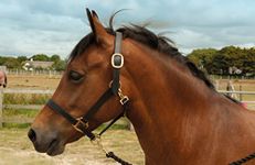 Windsor Equestrian Horses Leather Headcollar