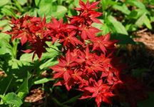 Beni Hoshi Dwarf Japanese Maple 1 -