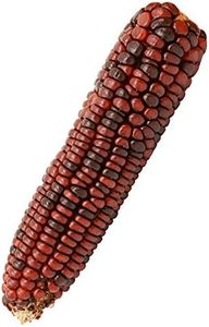 Corn Seeds