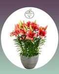 Haritadhara Asiatic Lily (Lilium) Imported Red Color Flower Bulb In Multi Qty Packs For Nature Lover(Pack of 8+2 Free Bulb) Special for Cut Flowers