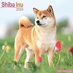 Shiba Inu Calendar - Dog Breed Cale