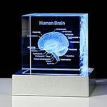 Movdyka 3D Human Brain Anatomy Mode