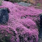 15000+ Creeping Thyme Ground Cover 