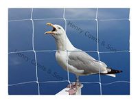 Bird Netting For the Garden 5m x 10m 75mm Anti Seagull Knotted 3" Mesh Heavy Duty White Net