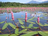 PondPlantsUK 2 x Native Plants for Ponds - Including a Pot and Compost - Live Water Plant Aquatic Pond Lake Marginal (Polygonum Amphibium)