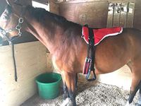 BLessing premium horse bare back pad with striuups red colour