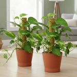 Cinagro 2ft Moss Stick for Plant Support, Set of 2, Natural Coir & Green Grass Pole for Money Plant and Indoor Climbing Plants, Eco-Friendly, Biodegradable, Aesthetic Garden Decor