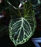 LITTLE JUNGLE Syngonium Batik - Healthy Live Plant with White Pot | Air Purifying Plant | Indoor Plants for Living Room | Gifting Plants | Rare Plants | Plants For Balcony Home Décor & Office Desk